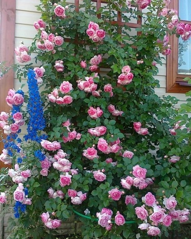 Опора для плетистых роз и техника их выращивания